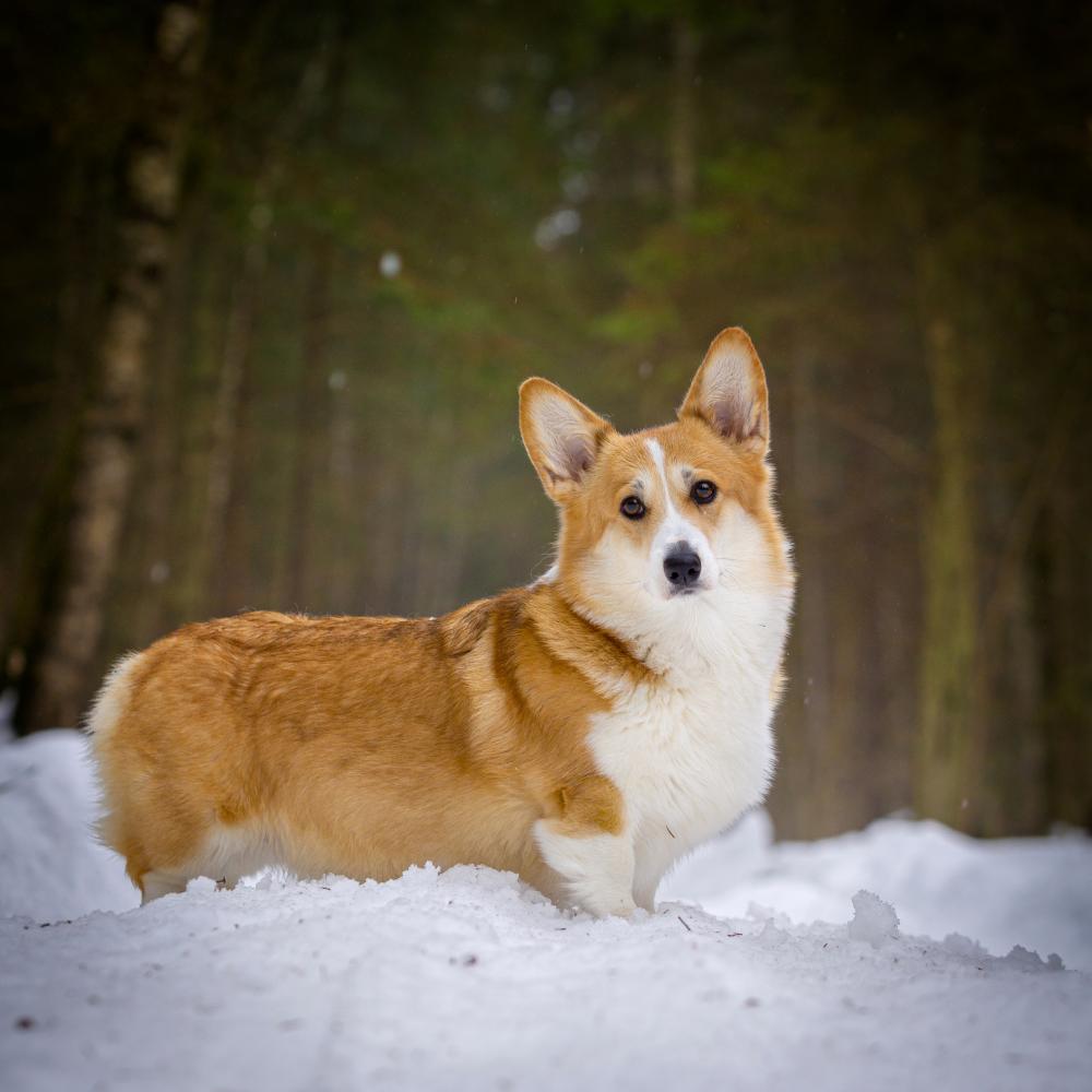 ALICE CORGI