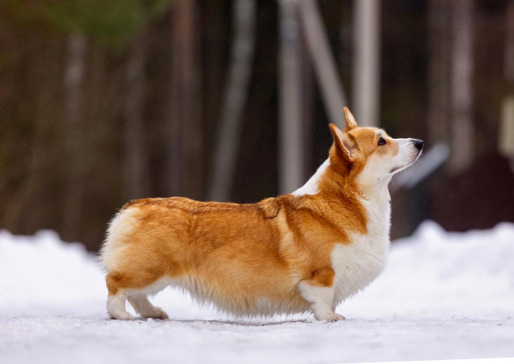 ALICE CORGI