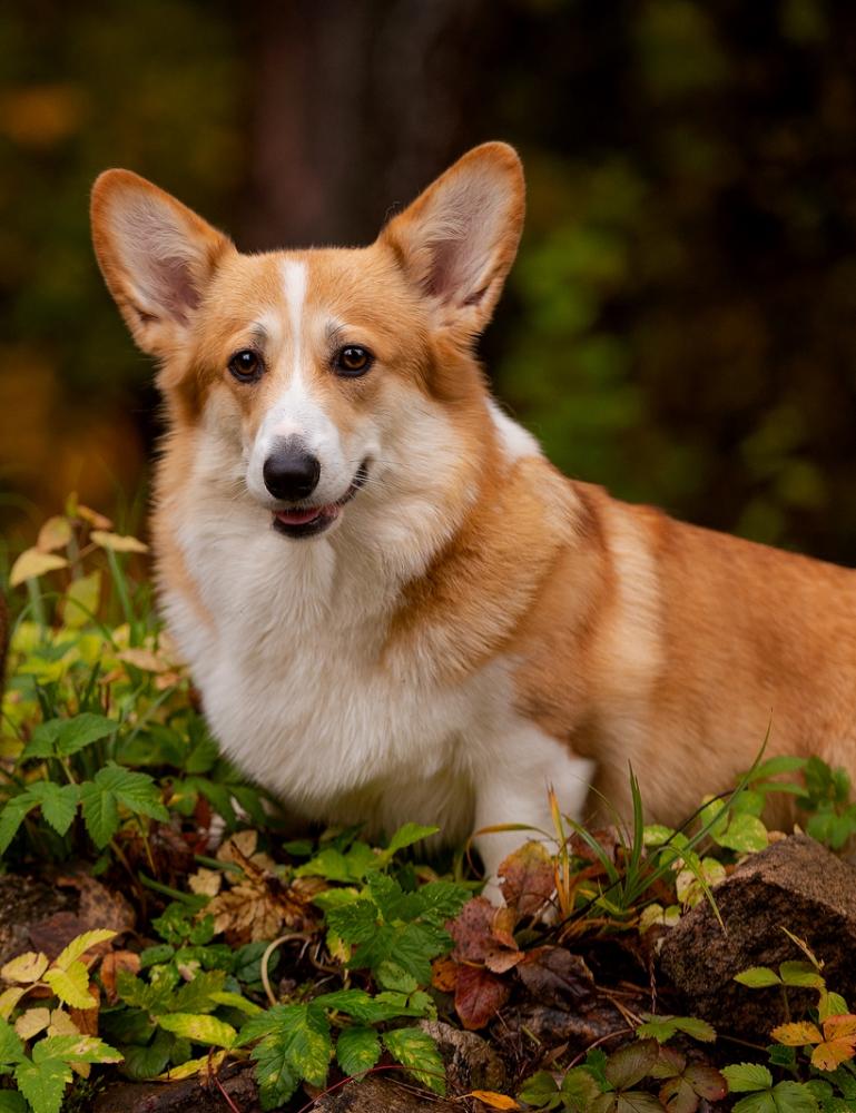 ALICE CORGI