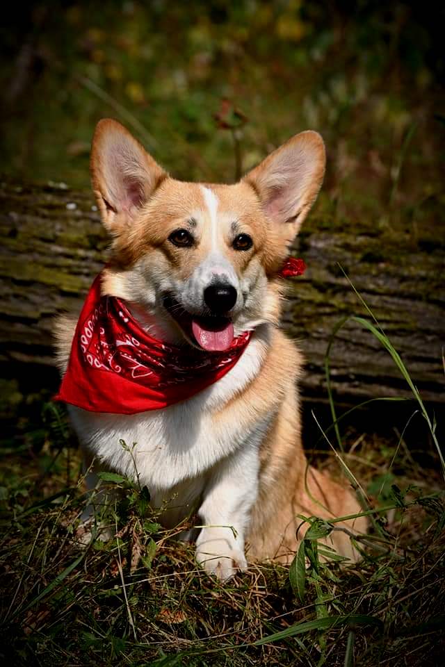 ALICE CORGI