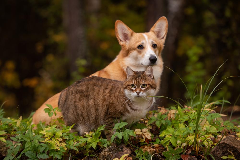 ALICE CORGI