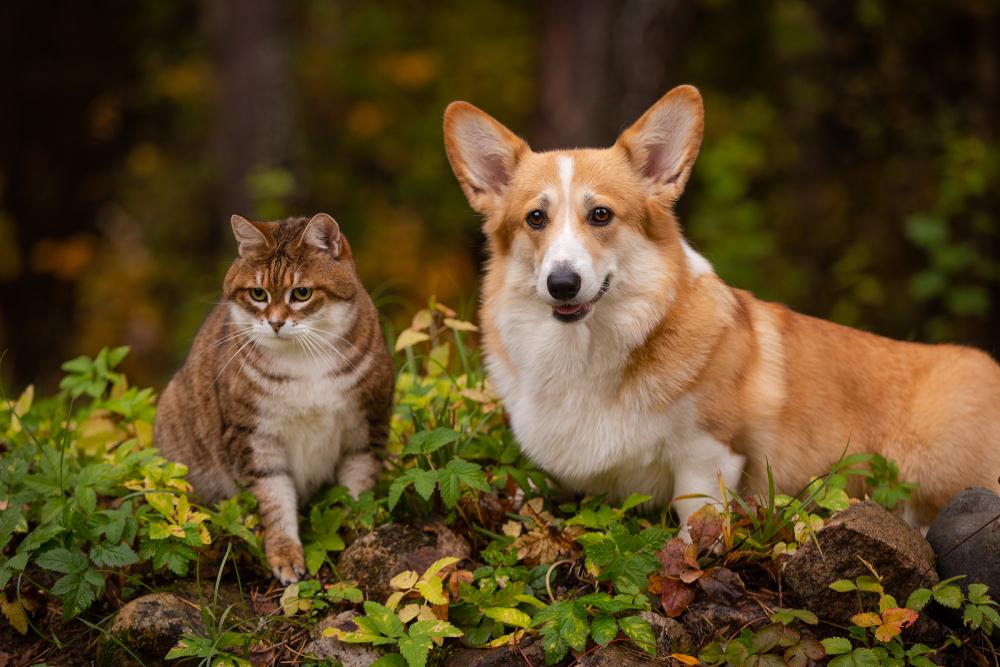 ALICE CORGI