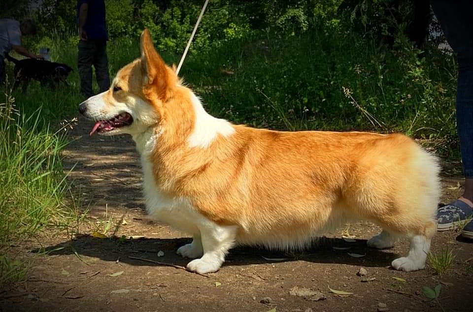 ALICE CORGI