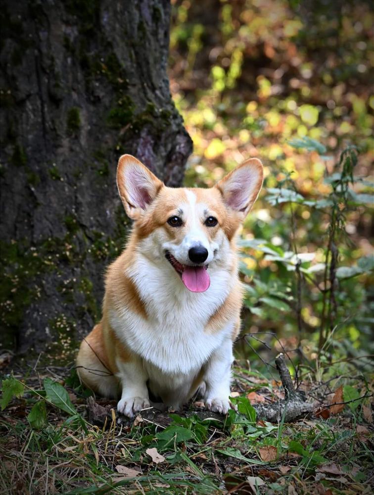 ALICE CORGI