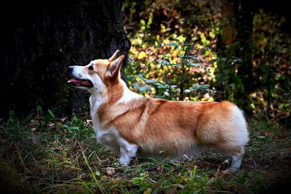 ALICE CORGI