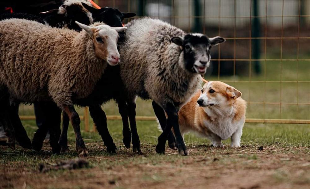 ALICE CORGI