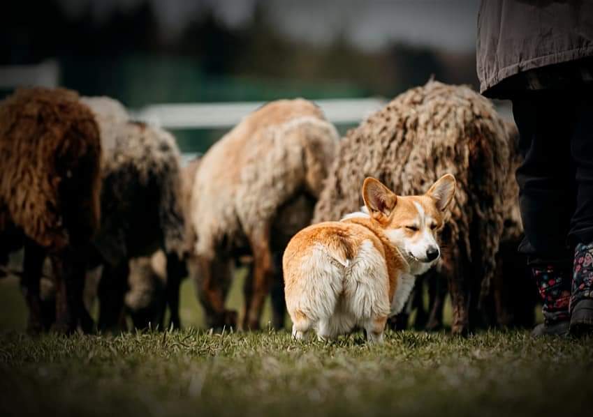 ALICE CORGI