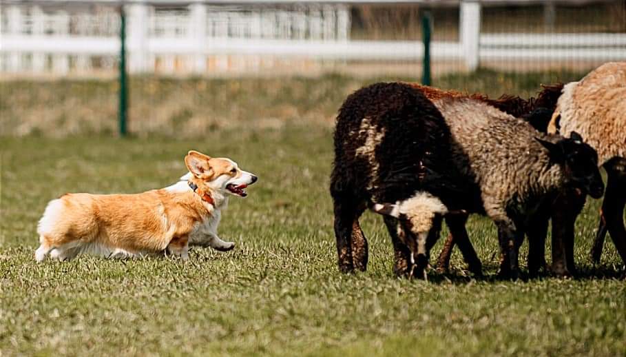 ALICE CORGI