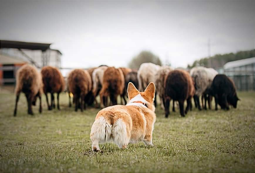 ALICE CORGI