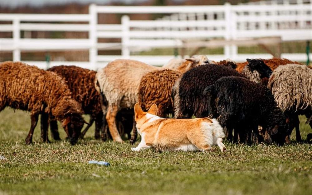 ALICE CORGI