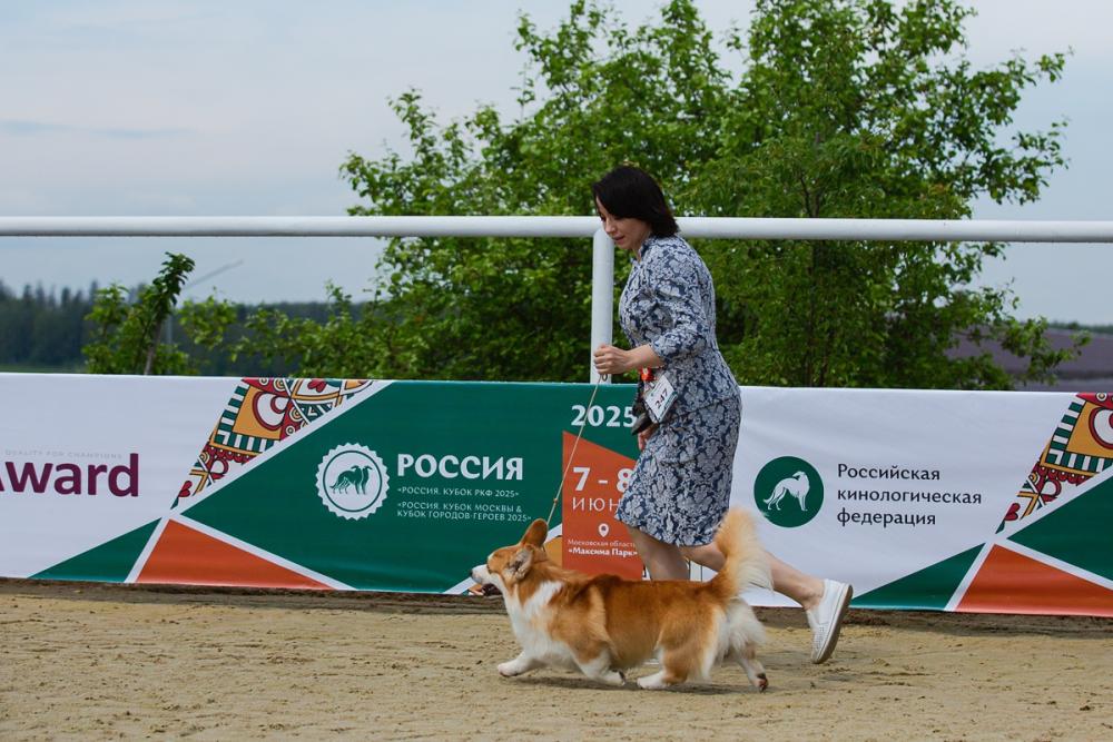 Corgi