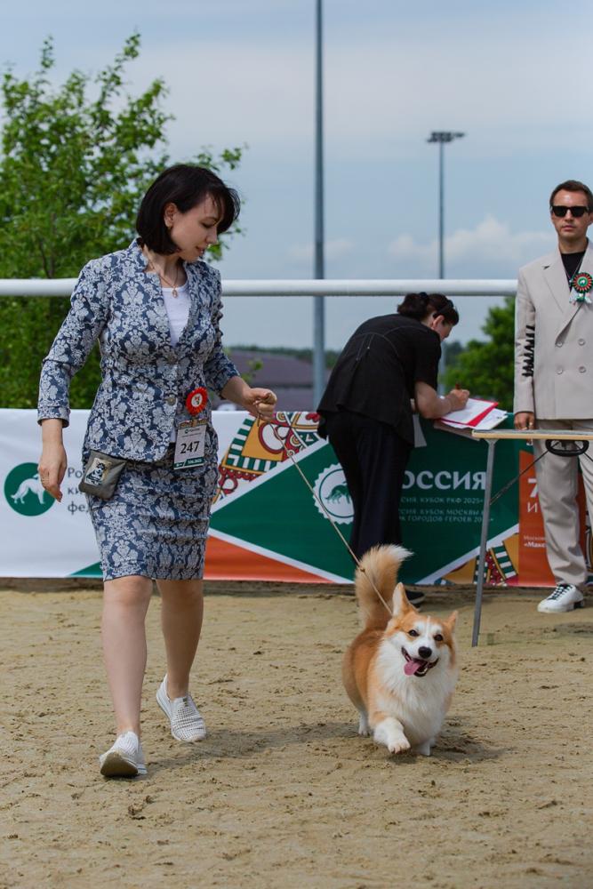 Corgi