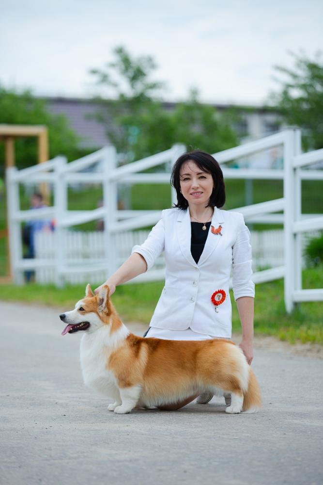 Corgi