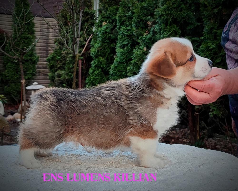 Corgi