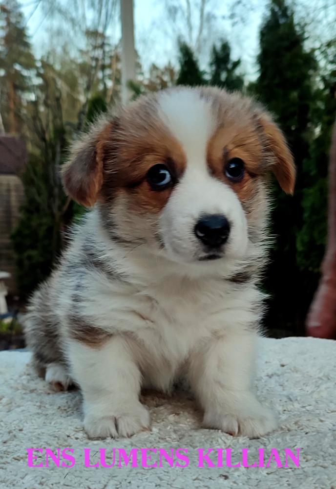 Corgi