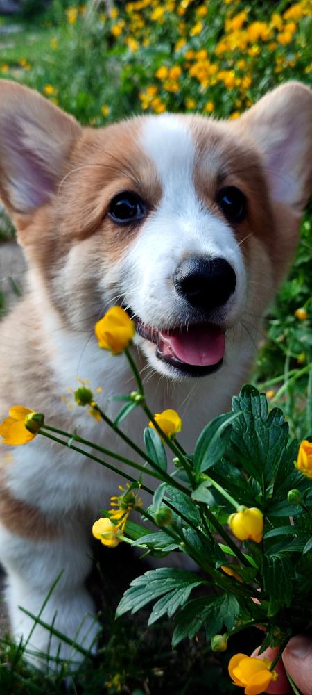 Corgi