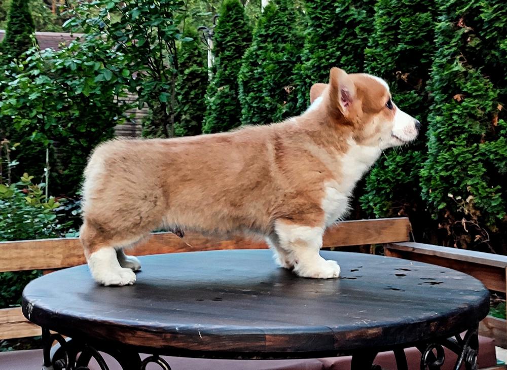 Корги щенки