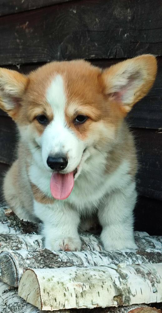 Corgi puppy