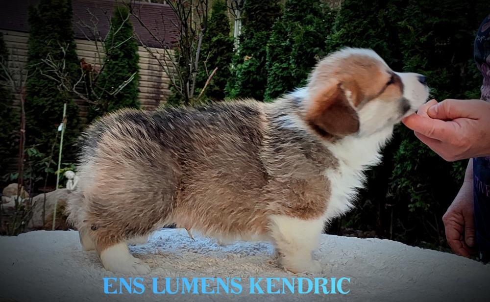 Corgi