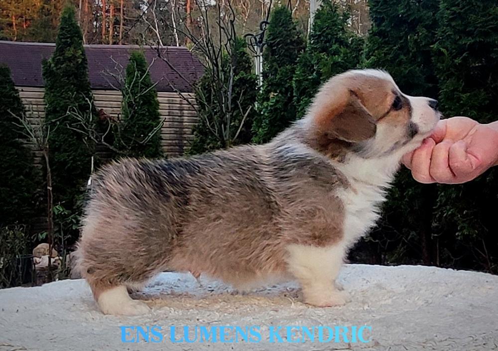 Corgi