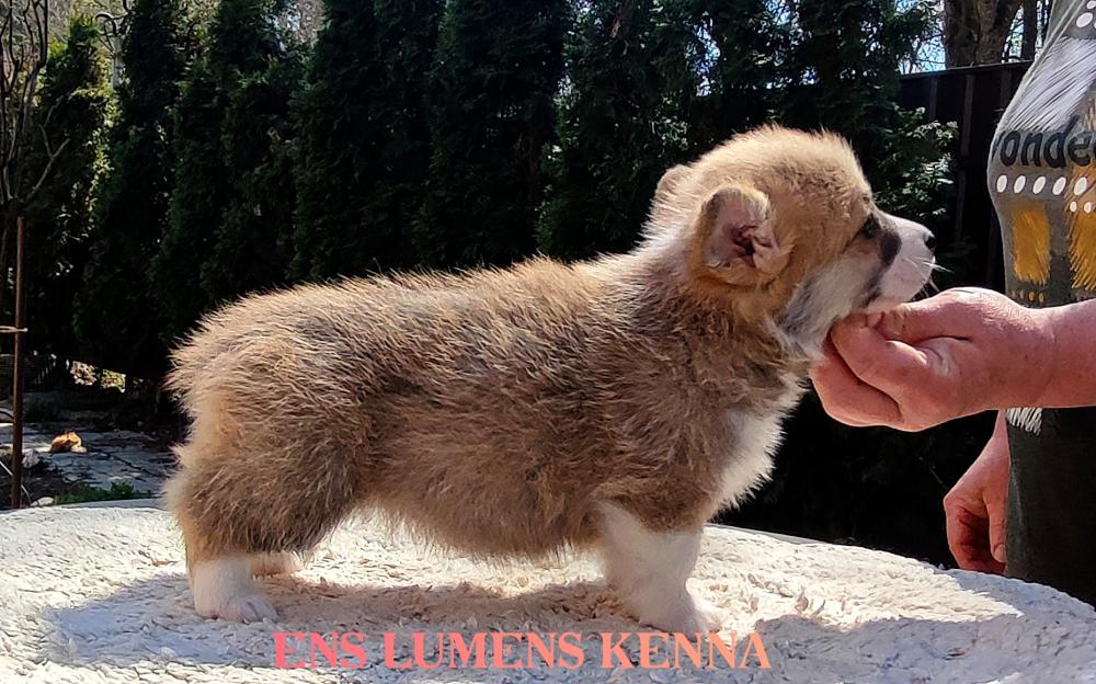 Corgi