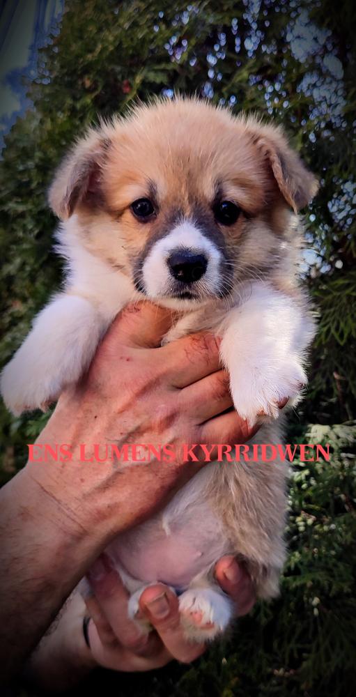 Corgi