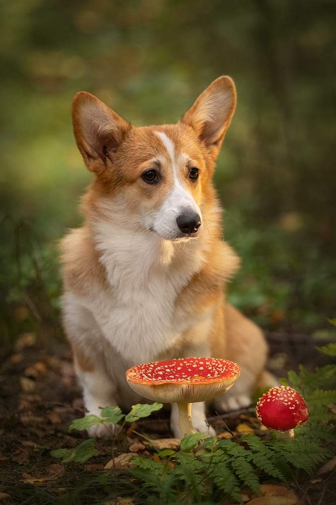 корги