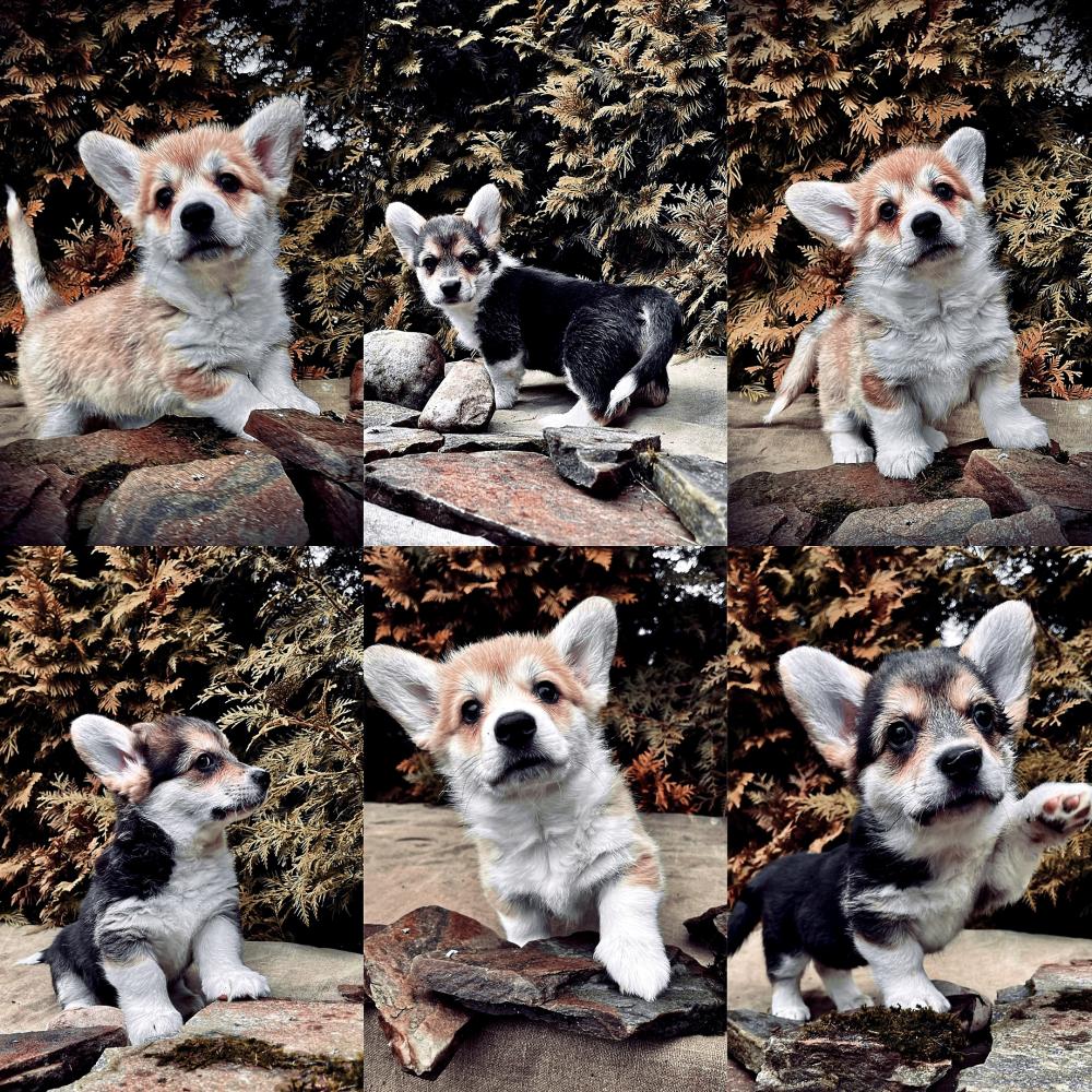  Щенки корги