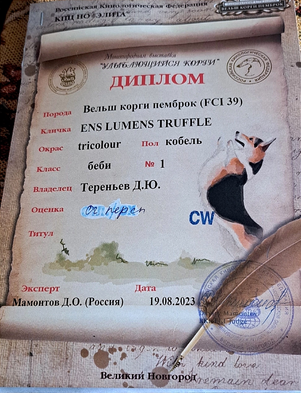 корги щенок