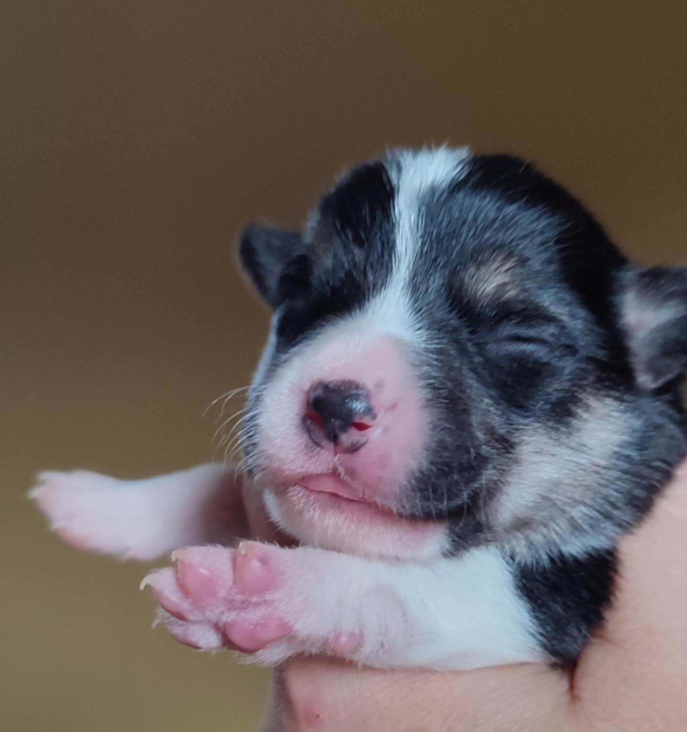 Corgi
