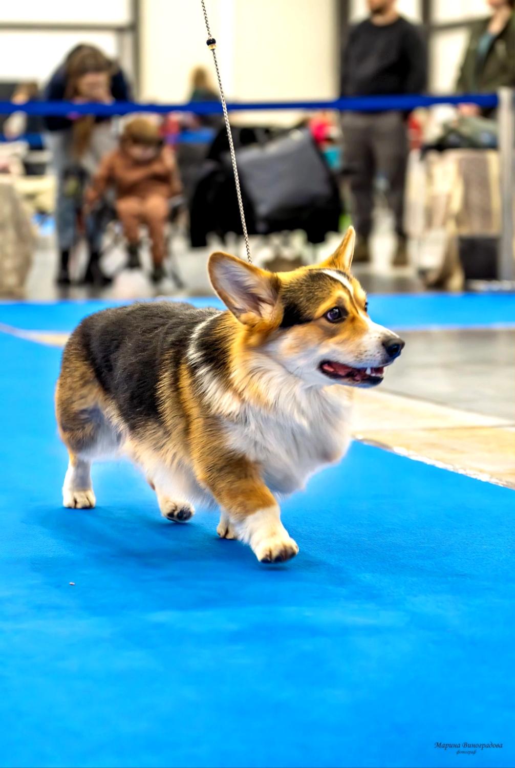 Corgi