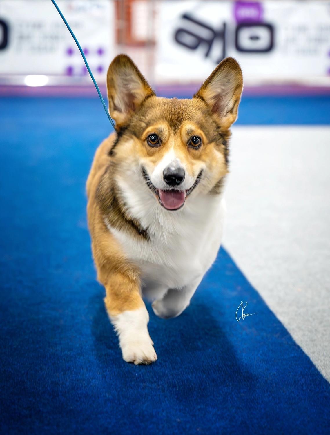 Corgi