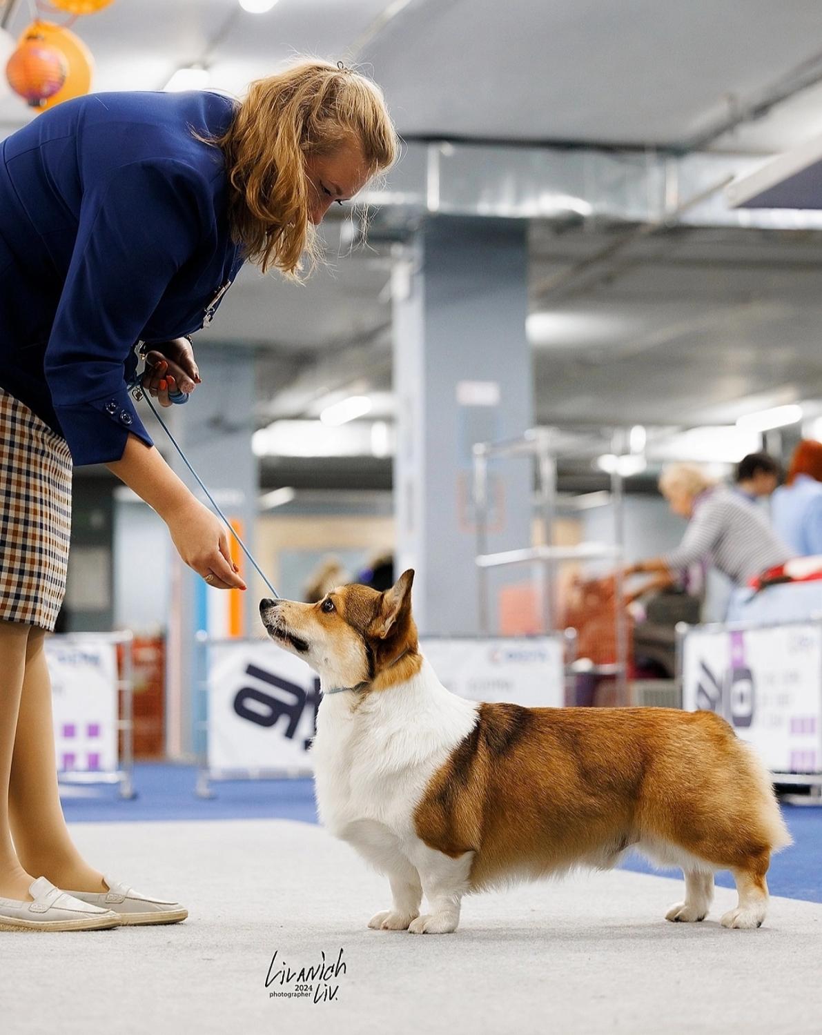 Corgi