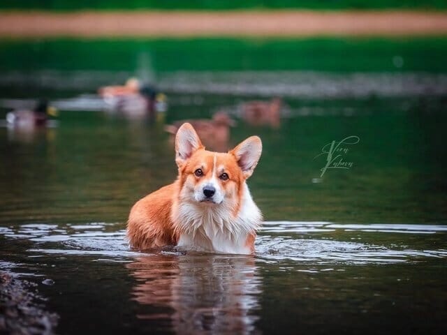 корги