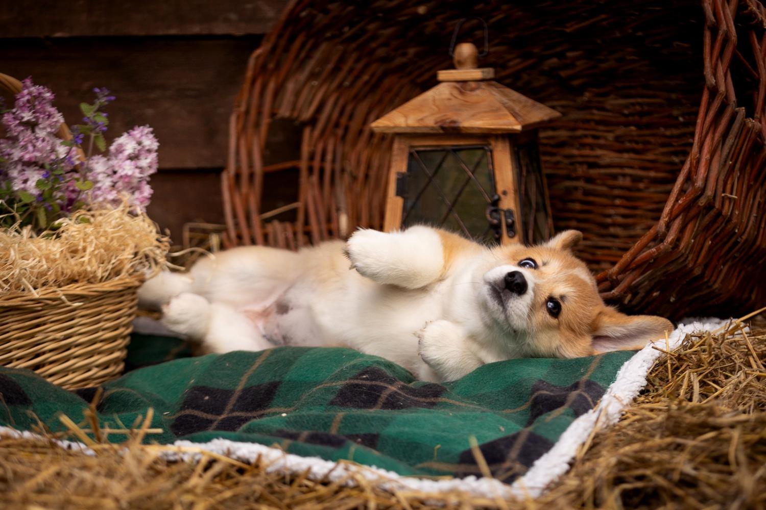 ВЕЛЬШ КОРГИ ПЕМБРОК