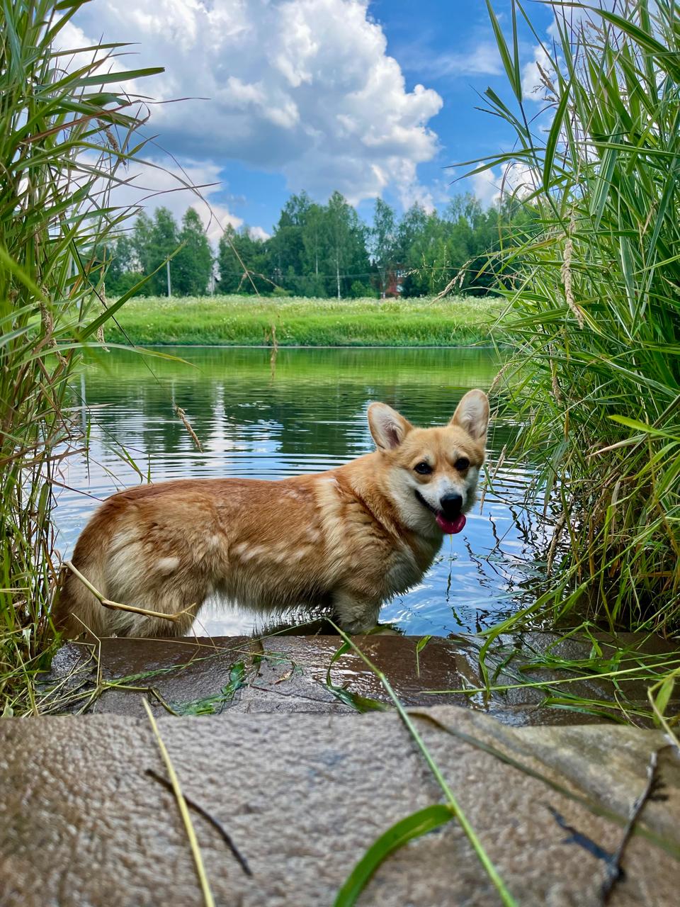 Корги