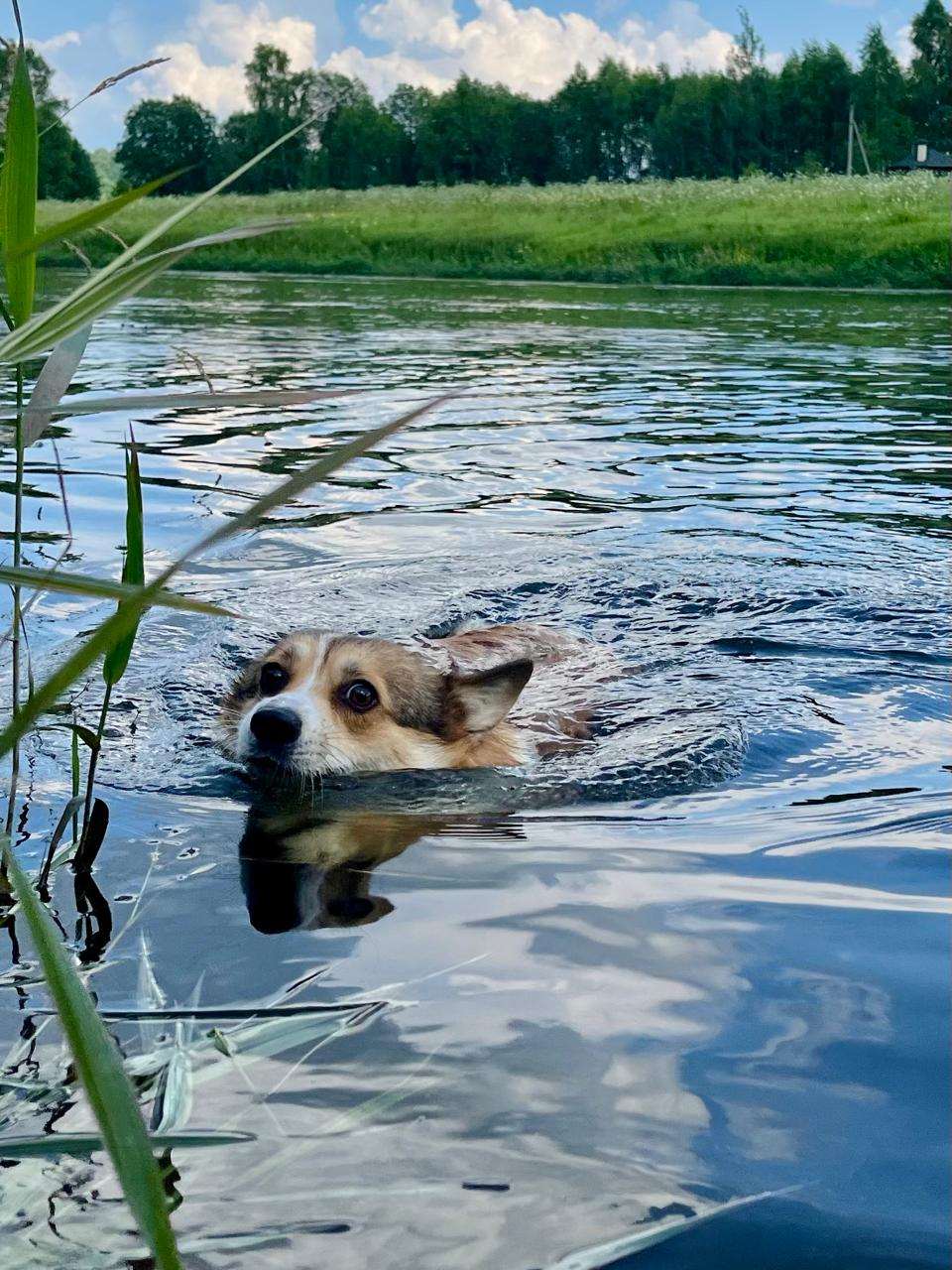 Корги