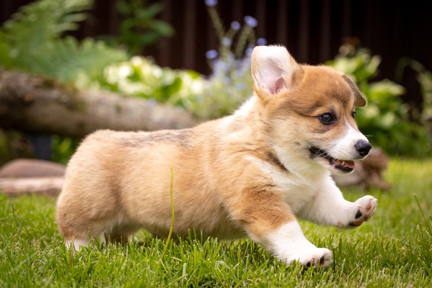 Corgi