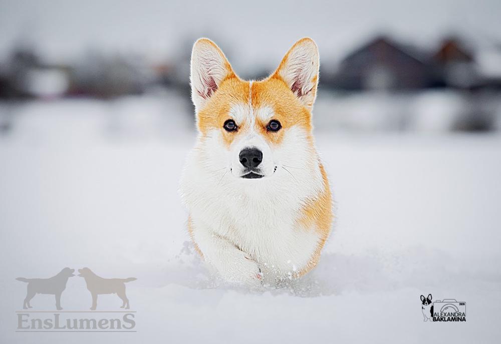 Corgi