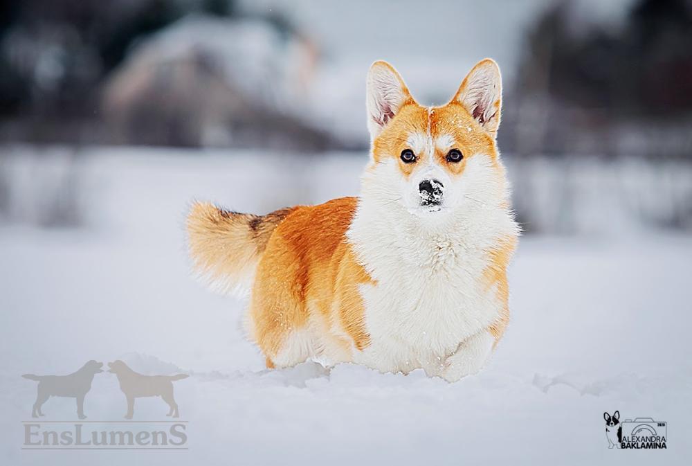 Corgi