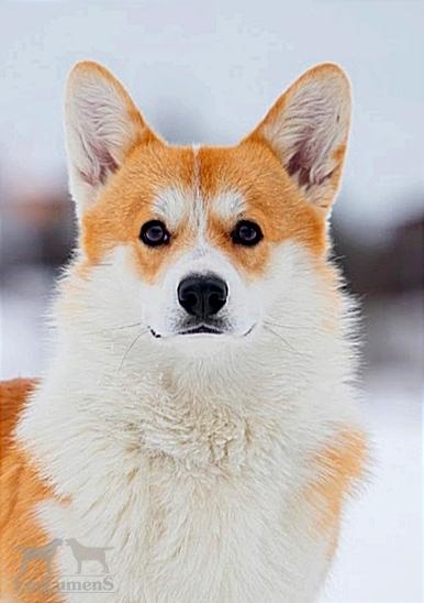 Корги