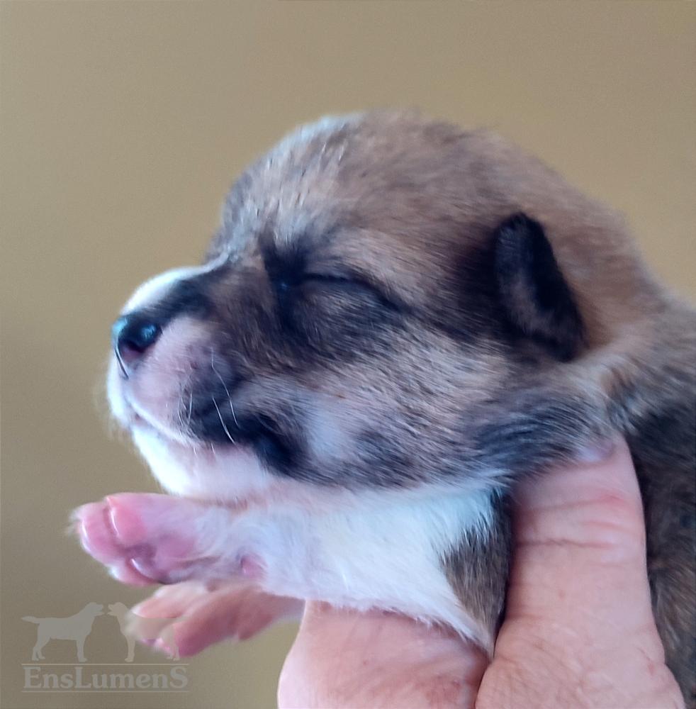 Corgi