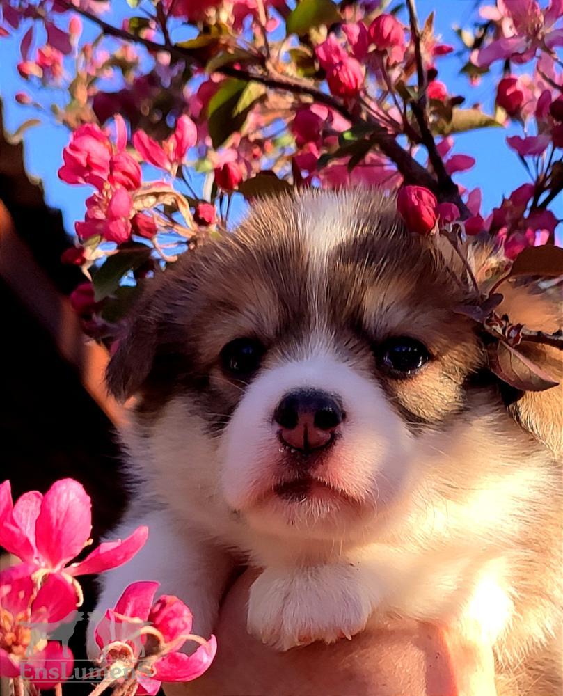 Corgi puppy