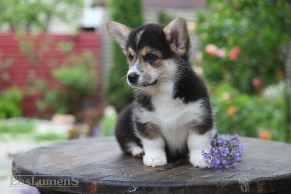 Corgi