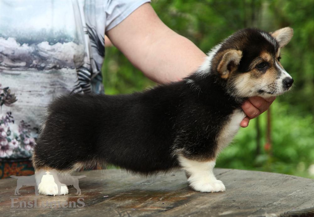 Corgi