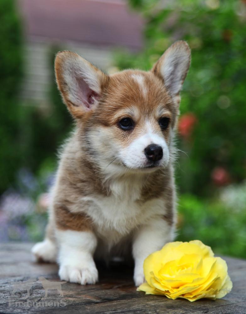 Corgi