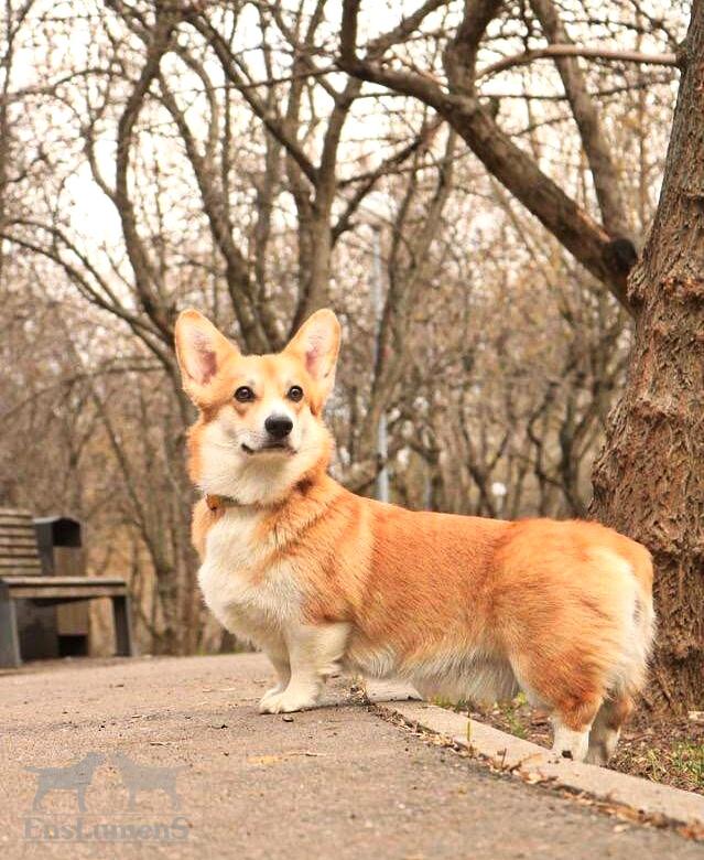 Корги