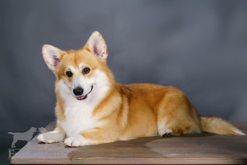 Corgi 