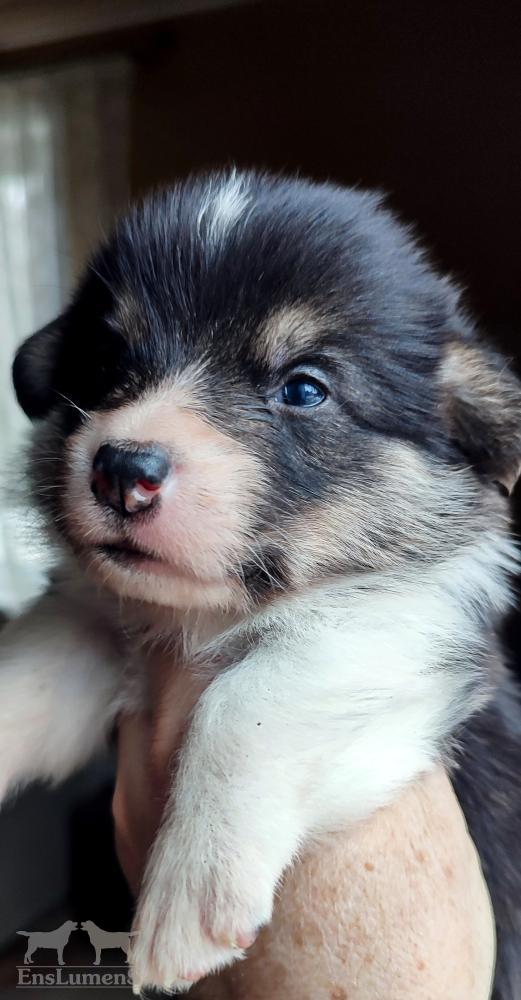 Corgi