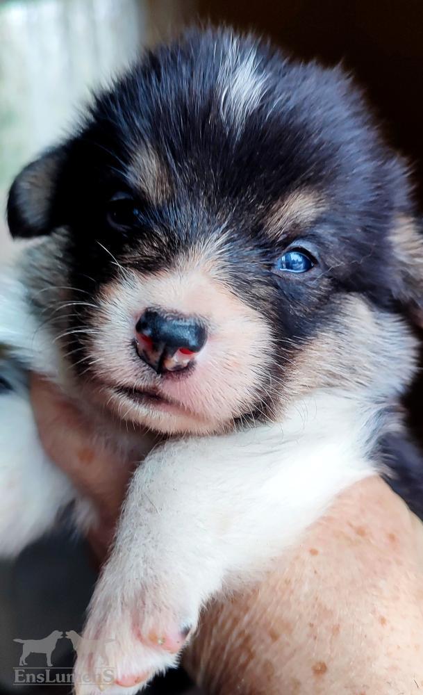 Corgi